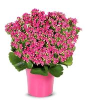 30 เมล็ดพันธุ์ เมล็ด กุหลาบหินดอกซ้อน ไม้อวบน้ำ กุหลาบหิน Kalanchoe blossfeldiana Seed อัตราการงอก 80-85%.