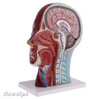 [FINEVIPS] 1:1 Human Head Superficial Nerve Sagittal Plane Model Anatomy Model