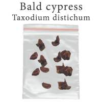 เมล็ดสน Taxodium distichum 2000 มิลลิกรัม Bald cypress Swamp cypress สนหนองน้ำ สนผลัดใบ บอนไซ