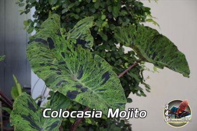 บอนโคโลคาเซียโมจิโต้ Colocasia Mojito (ขุดสดตามออร์เดอร์ แช่น้ำยากันเชื้อราก่อนจัดส่ง)