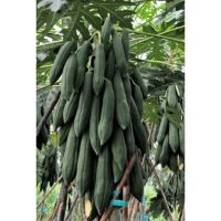 เมล็ดพันธุ์ มะละกอ ครั่ง ( Papaya Seed ) บรรจุ 10 เมล็ด สำหรับตำส้มตำโดยเฉพาะ ให้เนื้อกรอบหวานอร่อย