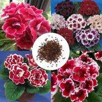 25 เมล็ดพันธุ์ เมล็ด กุหลาบนางฟ้า Gloxinia Seeds อัตราการงอกสูง 80-85%