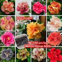 100 เมล็ด/ซอง Colorful Hibiscus Flower Seeds Flower Plant เมล็ดดอกไม้ บอนสี เมล็ดบอนสี Gardening Seeds ต้นไม้ฟอกอากาศ ต้นไม้มงคล ดอกไม้ปลูกสวยๆ กล้วยไม้ ไม้ประดับ ดอกไม้ เมล็ดพันธุ์  บอลสีชนิดต่างๆ ปลาสวยงาม ดอกไม้ปลอมสวยๆ หญ้าเทียม เมล็ดพันธุ์ผัก