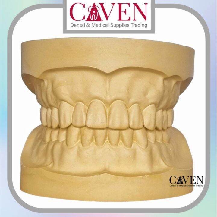 Dentulous / Dentolous Study Cast Teeth for Dentistry (Upper & Lower
