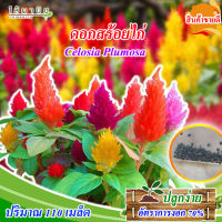 เมล็ดดอกไม้ ดอกสร้อยไก่ คละสี Celosia Plumosa  110 เมล็ด ซองเมล็ดดอกไม้