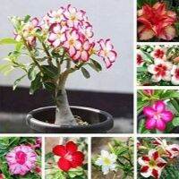 12 เมล็ด เมล็ดพันธุ์ ชวนชม สายพันธุ์ฮอลแลนด์ คละสี Adenium Seeds กุหลาบทะเลทราย Desert Rose ราชินีบอนไซ อัตรางอก 80-90% มีคู่มือปลูก