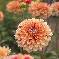 35 เมล็ด เมล็ดพันธุ์ Dahlia Spectacular สายพันธุ์ยุโรป ดอกรักเร่ นำเข้าจากอังกฤษ ดอกใหญ่ พร้อมคู่มือปลูก Dahlia Seeds