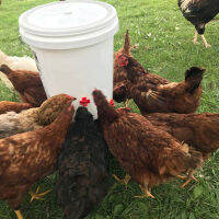 WANGHU Water drinking Chicken waterer นักดื่มสัตว์ปีกอัตโนมัติเครื่องมือนักดื่มฟาร์ม