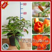 ต้นกุหลาบพุกาม กุหลาบพุกาม Wax rose ต้นกุหลาบ กุหลาบ