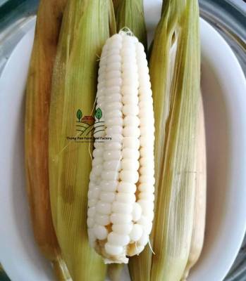 ข้าวโพดแปดแถว เมล็ดพันธุ์ข้าวโพด ชอบแดดจัด  8 Rows Corn Seed บรรรจุ 10 เมล็ด 10 บาท