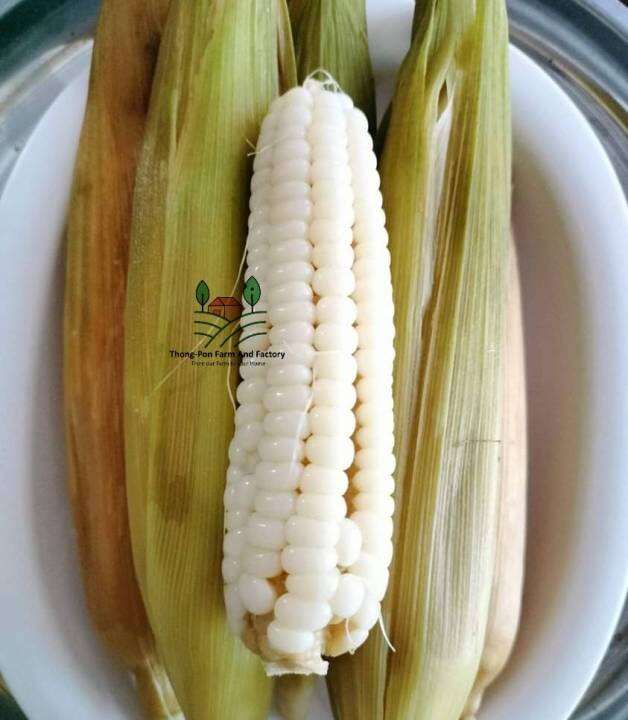 ข้าวโพดแปดแถว-เมล็ดพันธุ์ข้าวโพด-ชอบแดดจัด-8-rows-corn-seed-บรรรจุ-10-เมล็ด-10-บาท