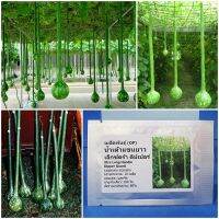 เมล็ดพันธุ์ น้ำเต้าแขนยาว เอ็กซ์ตร้า ดิปเปอร์ Xtra Long Handle Dipper Guard Seed 5 เมล็ด คุณภาพดี ราคาถูก ของแท้