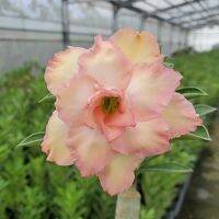 2 เมล็ด เมล็ดพันธุ์ ชวนชม สายพันธุ์ Blanchefleur สีเหลือง Bonsai Desert Rose Adenium Seed กุหลาบทะเลทราย ราชินีทะเลทราย บอนไซ มีคู่มือปลูก