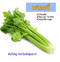 เมล็ดพันธุ์ Celery คื่นฉ่ายฝรั่ง คื่นฉ่ายยักษ์ 200 Seeds พร้อมวิธีการปลูก อัตราการงอกสูง ประโยชน์ช่วยล้างสารพิษตกค้าง