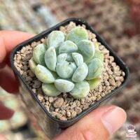 HOT** Echeveria Snow Bunny #หัวเดี่ยว ไม้อวบน้ำ กุหลาบหิน Cactus&amp;Succulent หลากหลายสายพันธ์ ส่งด่วน พรรณ ไม้ น้ำ พรรณ ไม้ ทุก ชนิด พรรณ ไม้ น้ำ สวยงาม พรรณ ไม้ มงคล