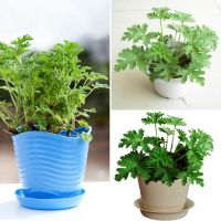 ปลูกง่าย ปลูกได้ทั่วไทย 50pcs Citronella Plant Seeds Mozzie Buster Plant Mosquito Repellent Plant Flower Seeds Vegetable Live Plants Air Plant Seed Benih Tree Pokok Bunga