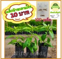 เมล็ดฟ้าทะลายโจร 100 เมล็ด 10บาท อัตรางการอกสูง พร้อมปลูก