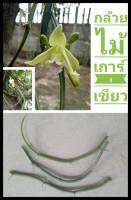 กล้วยไม้ กล้วยไม้เถาร์งูเขียว ยาว1เมตร อิงอาศัยโดยไม่ใช้วัสุเพาะ