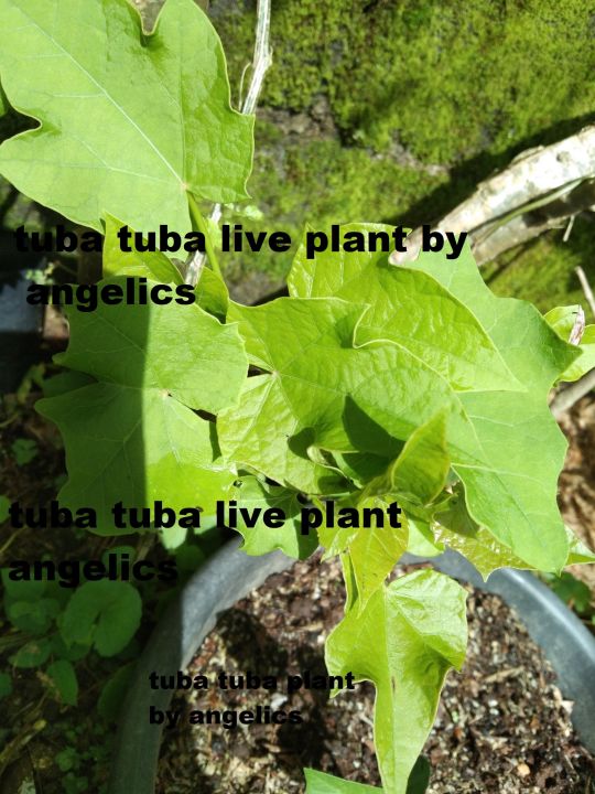 tuba tuba plant | Lazada PH