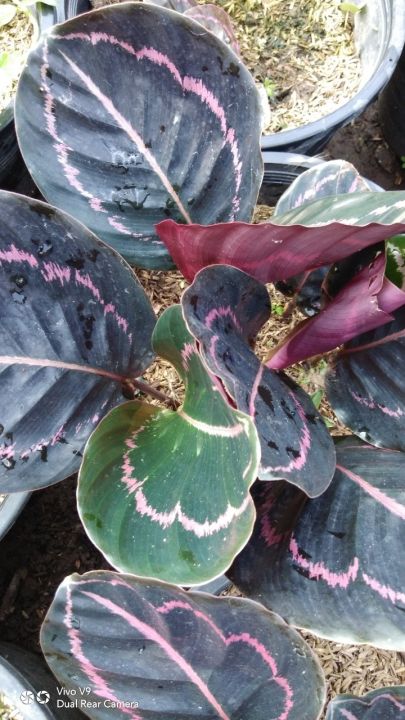 คล้านกยูงรำแพน-ต้นนกยูงรำแพน-calathea-ไม้ประดับ-ไม้มงคลเสริมการค้าขาย-เสริมโชคลาภร่ำรวยเงินทอง-กระถาง8-11นิ้ว