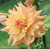 1 หัว/ออเดอร์ รักเร่ Dahlia Bulb สายพันธุ์ Honeymoon หัวรักเร่ ดอกไม้ หัวหน่อ เหง้า นำเข้า เนเธอร์แลน หัวสดใหม่