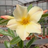 10 เมล็ด เมล็ดพันธุ์ ชวนชม สายพันธุ์ไต้หวัน สีเหลือง Adenium Seeds กุหลาบทะเลทราย Desert Rose ราชินีบอนไซ มีคู่มือปลูก นำเข้าจากไต้หวัน