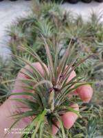 ทิลแลนเซีย Tillandsia สับปะรดสีทิลแลนด์เซีย ช่วยฟอกอากาศและดูดซับสารพิษในอากาศ  ต้นละ 25 บาท