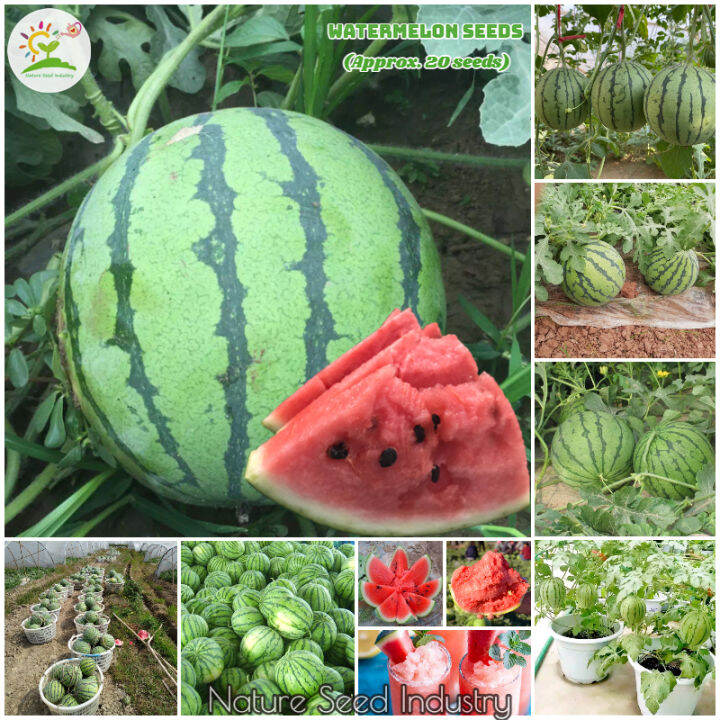 [High Germination] High Quality Watermelon Seeds for Sale 20pcs seeds