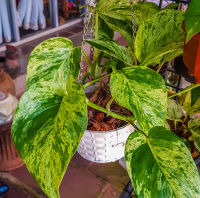 KcG. -พลูด่างราชินีหินอ่อน (Epipremnum aureum Bunting cv. Marble Queen) แบบแขวนพร้อมตะกร้าห้อยพร้อมสายคาด สีขาว -hanging basket with hanging strap, white