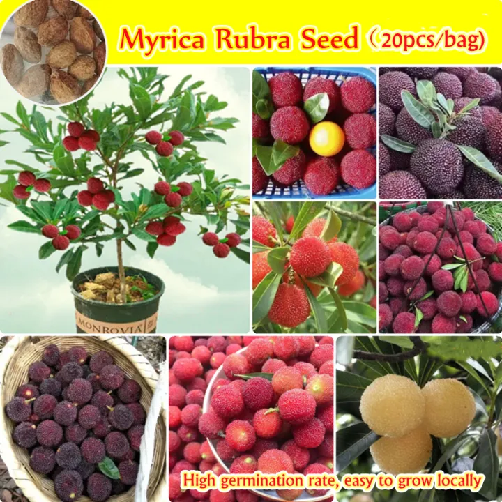 [Fast Grow] 20pcs Myrica Rubra Fruit Seeds Sweet and Delicious Bonsai