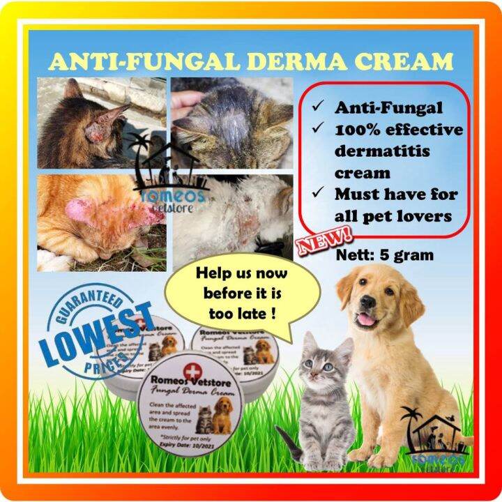 Can I Use Anti Fungal Cream On My Dog