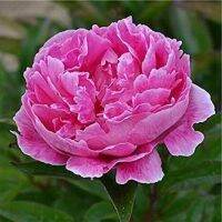 20 เมล็ด เมล็ดโบตั๋น ดอกโบตั๋น ดอกพีโอนี (Peony) สีชมพู Pink Peony ดอกไม้นี้​เป็นสัญลักษณ์ของความมั่งคั่งร่ำรวย ความซื่อสัตย์ อัตรางอกสูง 70-80 %