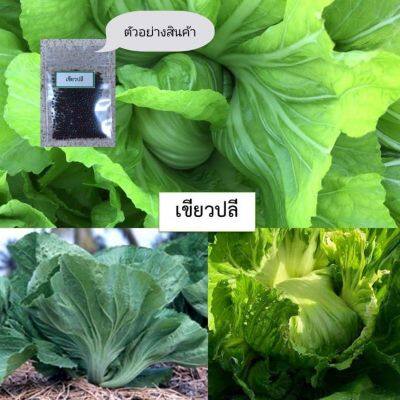 เมล็ดเขียวปลี 200 เมล็ด (ซื้อ10แถม1 คละได้)