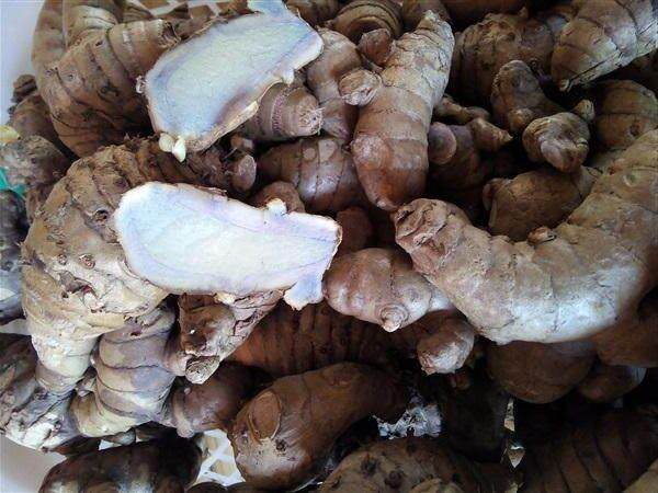 2หัว-ชุด-ว่านคันทมาลา-หรือ-ว่านคันฑมาลา-curcuma-sp-หากปลูกไว้ในบ้าน
