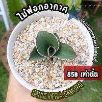 สุดพิเศษ ☁️ไม้ฟอกอากาศ น้องซามูไร ใบแข็งแรงหนาสวย ขอบสีน้ำตาล(sansevieria )  เป็นไม้ประดับห้องนอน หน้ากระจก ในห้องน้ำ  Very Hot กระจกในห้องน้ำ กระจกโต๊ะเครื่องแป้ง กระจกติดผนัง กระจกพลาสติก กระจกเงาติดผนัง กระจกห้องน้ำ