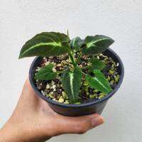 Syngonium Rayii (Dark Form) รายี ไม้ตระกูลเงินไหลมา ไม้ด่างหายาก ไม้แรร์ ไม้สะสม ไม้ฟอกอากาศ