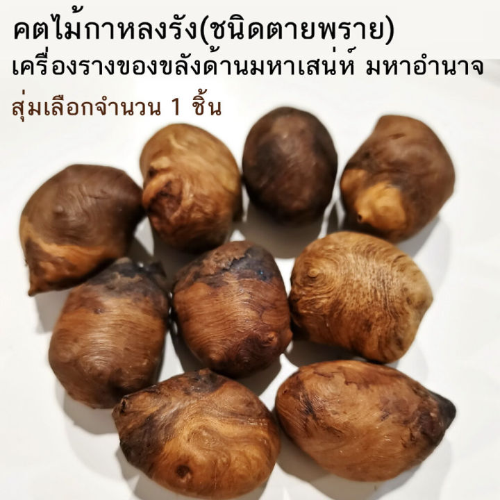 คตไม้กาหลงรัง-ชนิดตายพราย-เครื่องรางมงคล-คตไม้หายากในป่าลึก-จ-กระบี่-น่าสะสมมาก