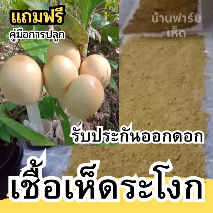 หัวเชื้อเห็ดระโงก-เชื้อเห็ด-แบบเข้มข้น-หมักจนเป็นจุลินทรีย์ฮอโมน-รับประกันออกดอก-เชื้อเห็ดสูตรเข้มข้น