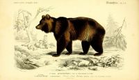 Hot Brown Bear ZOOLOGICAL Vintage Animal Art โปสเตอร์ผ้าไหมพิมพ์24x36inch