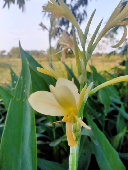 พุทธรักษา-พุทธรักษาสีครีม-1หน่อไม้มงคล-หน่อ-เหง้า-ต้นพุทธรักษา-พุทธรักษาสีขาว