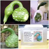 เมล็ดพันธุ์ น้ำเต้าคอหงส์ (Speckled Swan Gourd Seed) 10 เมล็ด คุณภาพดี ราคาถูก ของแท้