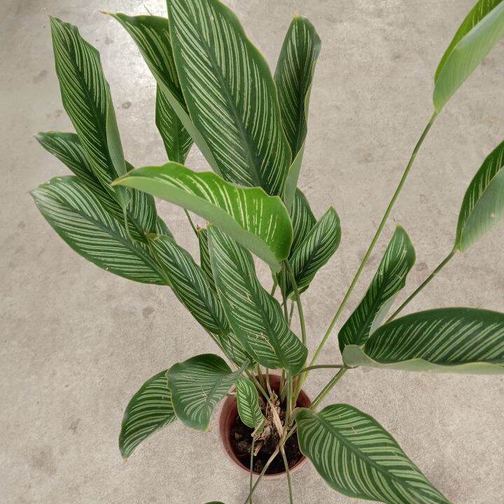 [Plantopia] Calathea Majestica | Pokok Hiasan Hidup Dalam Rumah ...