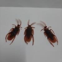 3xแมลงสาปปลอม (Fake cockroach)