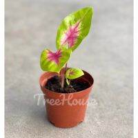 โปรดีล คุ้มค่า บอนสี เหลืองบุศราคัม (Caladium yellow blossom) กระถาง 4 นิ้ว ของพร้อมส่ง พรรณ ไม้ น้ำ พรรณ ไม้ ทุก ชนิด พรรณ ไม้ น้ำ สวยงาม พรรณ ไม้ มงคล