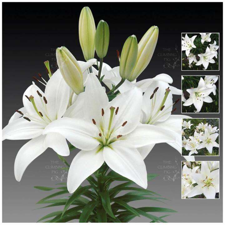 20-เมล็ดพันธุ์-ต้นดอกลิลลี-ดอกลิลลี่-lily-seeds-lilies-lilium-spp-เป็นดอกไม้-ที่แทนสัญลักษณ์แห่งความรัก-อัตราการงอกสูง-70-80