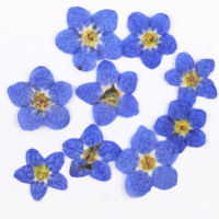 2022 Cheap Do Not Forget Me Flower For DIY Filler Material Plants 1 Lot200Pcs Free Shipment