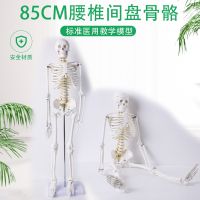 Packages mailed 85 cm human body skeleton model of intervertebral disc rachis spinal cord bonesetting medical skeleton model