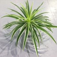 (Leisurely)พืชพลาสติกประดิษฐ์ Chlorophytum สาขาตกแต่งบ้านพืชปลอมในร่มกระถางตกแต่งตารางไม่มีหม้อ