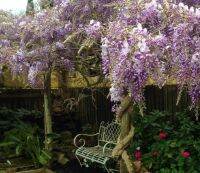 10 เมล็ดพันธุ์ เมล็ด วิสทีเรีย สายพันธุ์ Chinese Purple Wisteria Vine ดอกไม้ฟูจิ ไม้เถาวัลย์ ไม้ดอก ไม้เลื้อย ไม้ประดับ (Wisteria) Seeds