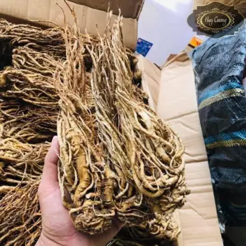 Rượu Sâm Đương quy Thần dược giúp bồi bổ sức khỏe và chữa bệnh